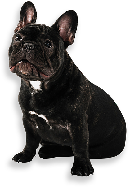 dog image
