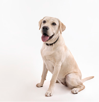 dog image